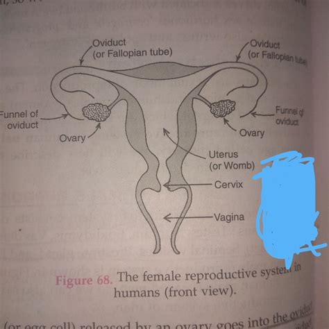 picture ofpussy|Female Anatomy: Labeled Diagrams (Inside and Outside).